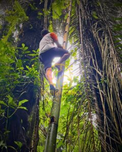 Palm Sugar Farmer