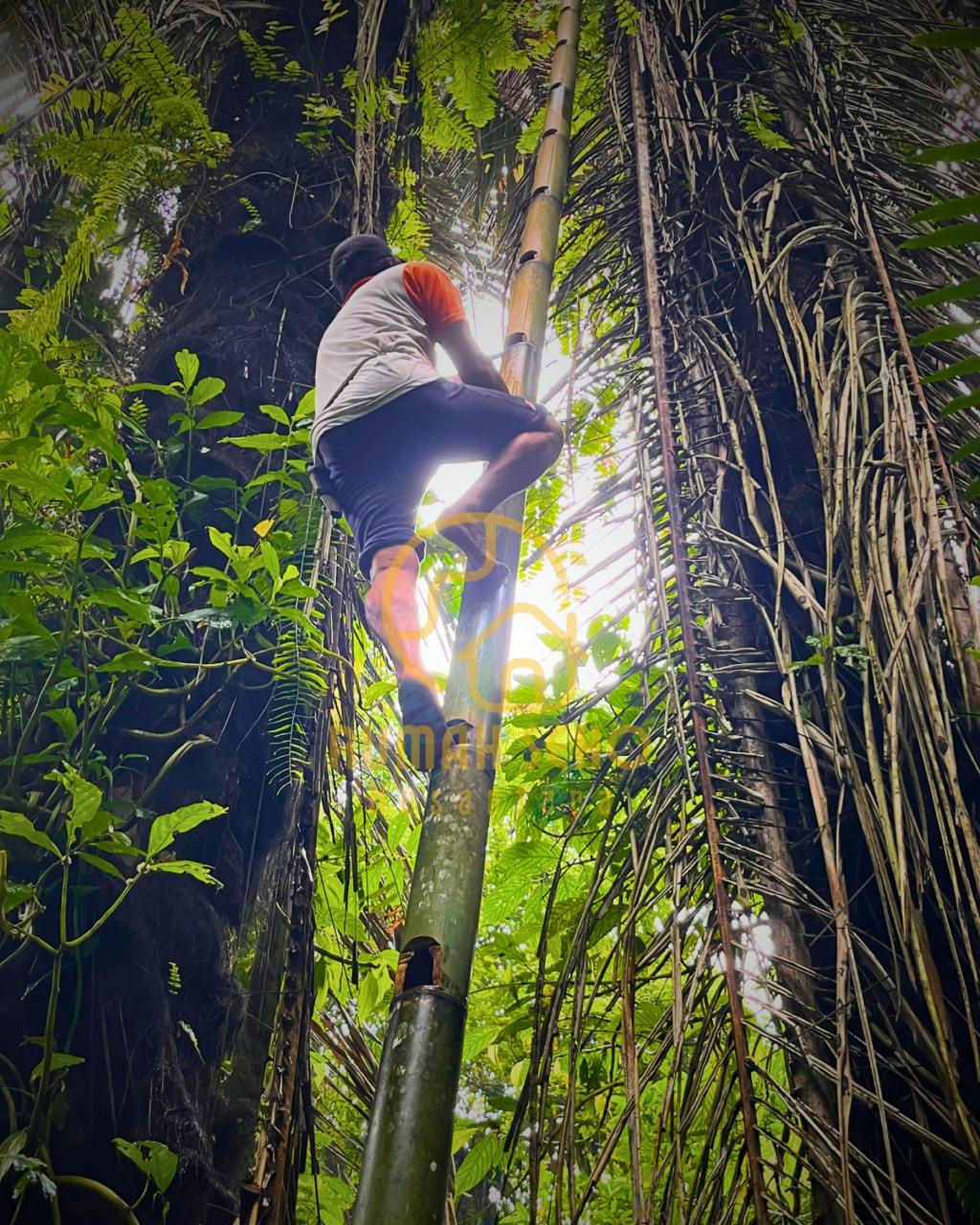 Palm Sugar Farmer