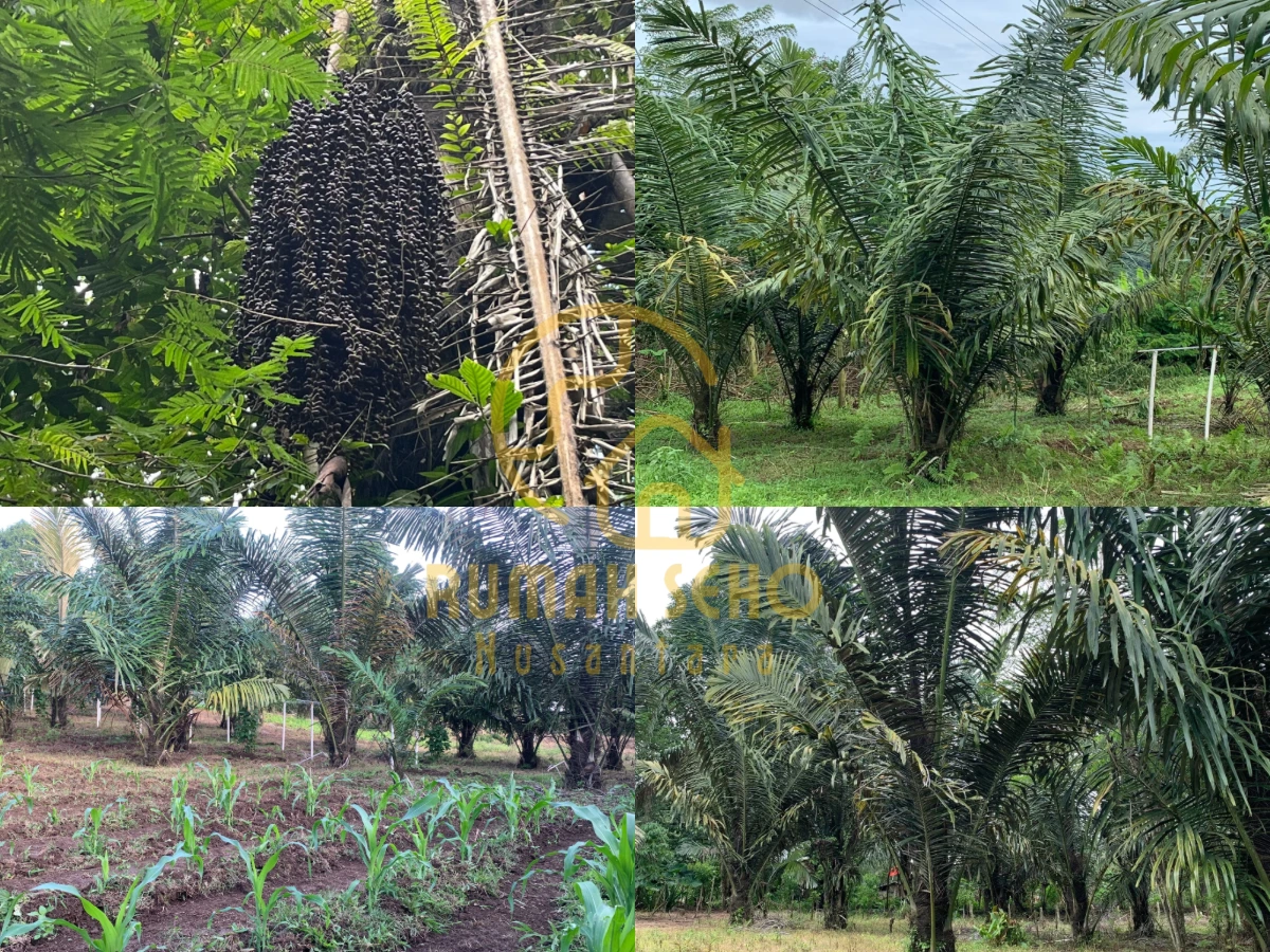 Palm Sugar Supplier Indonesia