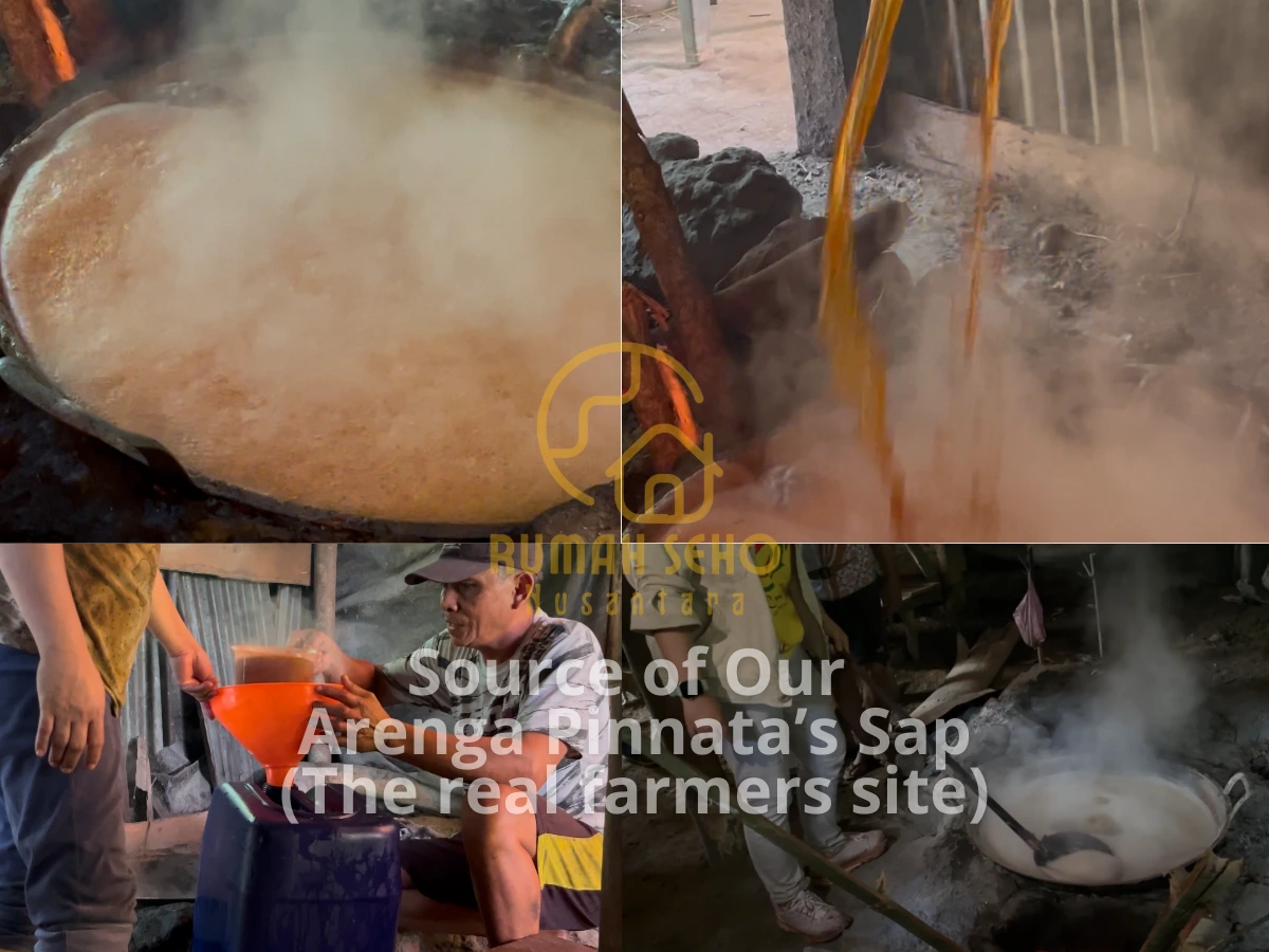 Source of arenga pinnata’s Sap